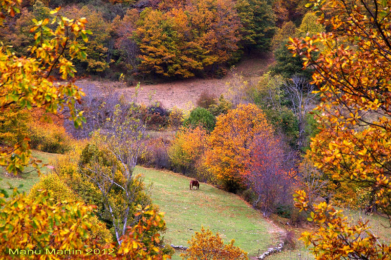 Los bosques de Sajambre, Picos de Europa, León Los bosques de Sajambre, Picos de Europa, León